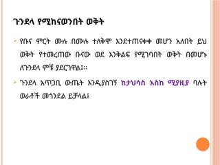 ጉንደላ የሚከናወንበት ወቅት
 የቡና ምርት ሙሉ በሙሉ ተለቅሞ እንደተጠናቀቀ መሆን አለበት ይህ
ወቅት የተመረጠው ቡናው ወደ እንቅልፍ የሚገባበት ወቅት በመሆኑ
ለጉንደላ ምቹ ያደርገዋል፤፡፡
 ጉንደላ አጥጋቢ ውጤት እንዲያስገኝ ከታህሳስ እስከ ሚያዚያ ባሉት
ወራቶች መጎንደል ይቻላል፤
 