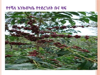 የተሻለ እንክብካቤ የተደረገለት ቡና ዛፍ
 