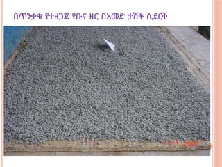 በጥንቃቄ የተዘጋጀ የቡና ዘር በአመድ ታሽቶ ሲደርቅ
 