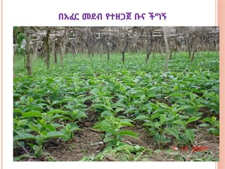 በአፈር መደብ የተዘጋጀ ቡና ችግኝ
 