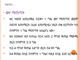 …
የቀጠለ
 ውሃ ማጠጣት
 ዘር ተዘርቶ እስኪበቅል በ2ቀን 1 ግዜ ውሃ ማጠጣት ወይም
በደንብ እስከሚርስ /አረፋ እስከሚታይ/ ድረስ በቂ ዕርጥበት ካለ
በሳምንት 1 ግዜ ማጠጣት አስፈላጊ ነው፡፡
 ዘሩ ከበቀለና ዳስ ከተሰራ በኃላ እስከ 2 ጥንድ ቅጠል ማውጫ
ድረስ በሳምንት 2-3 ግዜ
 ከ2-4 ጥንድ ቅጠል እድገት ድረስ በ4 ቀን ግዜ
 ከ4 ቅጠል በላይ በሳምንት 1 ግዜና ከዚያ በላይ እንደ እርጥበቱ
 