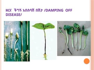 ዘርና ችግኝ አበስባሽ በሽታ /DAMPING OFF
DISEASE/
 