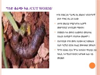 ግንድ ቆራጭ ትል /CUT WORM/
ተባዩ ጠቆር ያለ ግራጫ ቡኒ መልክና ነጠብጣቦቸ
ያሉት ጥቁር ቡኒ ራስ አለው
 ለተባዩ መራቢያ የሚያገለግሉ አረሞች
መቆጣጠርና አካባቢውን ማፅዳት፤
 በየመደቡ ትሉ መኖሩን አለመኖሩን መከታተል
በሌሊት ስለሚወጣ ተከታትሎ መልቀም ፤
 በአካባቢው ተባዩ መኖሩ ከታወቀ ዘር ከመዘራቱ
በፊት ካርቫሪን 85% ከአፈር መቀላቀልና መዝራት
 ችግኙ ከበቀለ በኃላ ችግሩ ከተከሰተ ማላታይነ 50
%ኢሲ 14 ሚሊበ10ሊትር አደባልቆ አፈሩ ላይ
መርጨት
 