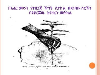 በአፈር መደብ የተዘጋጀ ችግኝ ሲተከል በአገባቡ ስሮችን
በየደረጃዉ እየዘረጉ መትከል
 