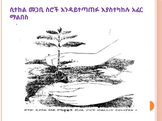 ሲተከል መጋቢ ስሮች እንዳይተጣጠፉ እያስተካከሉ አፈር
ማልበስ
 
