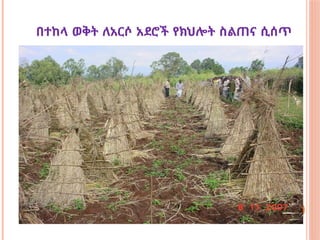 በተከላ ወቅት ለአርሶ አደሮች የክህሎት ስልጠና ሲሰጥ
 