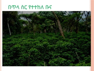 በጥላ ስር የተተከለ ቡና
 