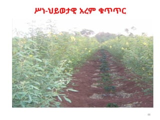 88
ሥነ-ህይወታዊ አረም ቁጥጥር
 