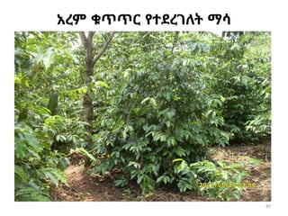 89
አረም ቁጥጥር የተደረገለት ማሳ
 