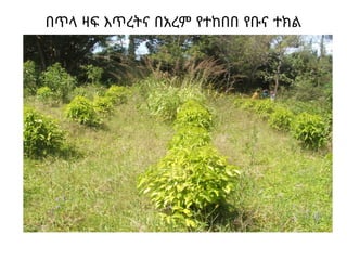 በጥላ ዛፍ እጥረትና በአረም የተከበበ የቡና ተክል
 