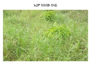 አረም ከቡናው በላይ
 