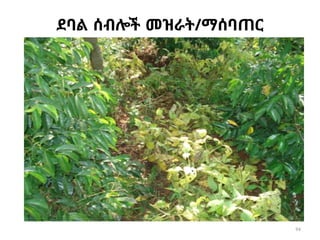 94
ደባል ሰብሎች መዝራት/ማሰባጠር
 