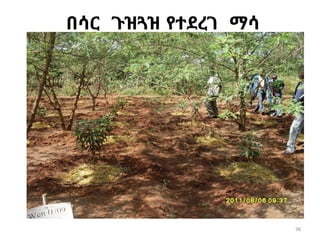 በሳር ጉዝጓዝ የተደረገ ማሳ
98
 