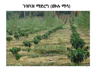 99
ጉዝጓዝ ማድረግ (ሙሉ ማሳ)
 