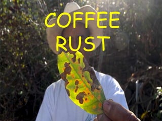 COFFEE
RUST
1
 