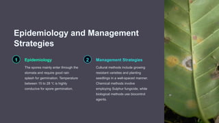Epidemiology and Management
Strategies
1 Epidemiology
The spores mainly enter through the
stomata and require good rain
splash for germination. Temperature
between 15 to 28 ℃ is highly
conducive for spore germination.
2 Management Strategies
Cultural methods include growing
resistant varieties and planting
seedlings in a well-spaced manner.
Chemical methods involve
employing Sulphur fungicide, while
biological methods use biocontrol
agents.
 