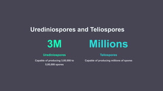 Urediniospores and Teliospores
3M
Urediniospores
Capable of producing 3,00,000 to
5,00,000 spores
Millions
Teliospores
Capable of producing millions of spores
 