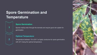 Spore Germination and
Temperature
Spore Germination
Spores mainly enter through the stomata and require good rain splash for
germination.
Optimal Temperature
Temperature between 15 to 28 ℃ is highly conducive for spore germination,
with 22℃ being the optimal temperature.
 