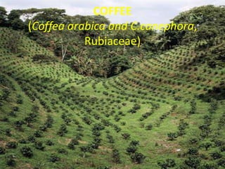 COFFEE
(Coffea arabica and C.canephora,
Rubiaceae)
 