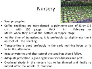 Nursery
• Seed propagated
• Coffee seedlings are transplanted to polythene bags of 23 cm X 5
cm with 150 gauge thick in February or
March when they are at the bottom or toppee stage.
• At the time of transplanting it is preferable to slightly nip the t
ap root of the seedling.
• Transplanting is done preferably in the early morning hours or la
te in the afternoon.
• Regular watering and after-care of the seedlings should follow.
• Adequate protection is given against nursery diseases and pests.
• Overhead shade in the nursery has to be thinned and finally re
moved after the onsets of monsoon.
 