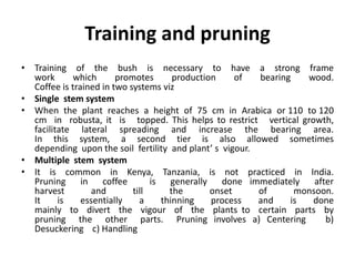Training and pruning
• Training of the bush is necessary to have a strong frame
work which promotes production of bearing wood.
Coffee is trained in two systems viz
• Single stem system
• When the plant reaches a height of 75 cm in Arabica or 110 to 120
cm in robusta, it is topped. This helps to restrict vertical growth,
facilitate lateral spreading and increase the bearing area.
In this system, a second tier is also allowed sometimes
depending upon the soil fertility and plant’ s vigour.
• Multiple stem system
• It is common in Kenya, Tanzania, is not practiced in India.
Pruning in coffee is generally done immediately after
harvest and till the onset of monsoon.
It is essentially a thinning process and is done
mainly to divert the vigour of the plants to certain parts by
pruning the other parts. Pruning involves a) Centering b)
Desuckering c) Handling
 