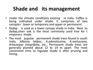 Shade and its management
• Under the climatic conditions existing in India. Coffee is
being cultivated under shade. It comprises of two
canopies lower or temporary and upper or permanent.
• Dadap is used as a lower canopy shade in India. Next to
dadap,silver oak is the most commonly used tree for t
emporary shade.
• The most popular permanent shade trees found in south
India. Albizzia lebbec, A.odoratissima, A.moluccana,
Artocarpus integrifolia, etc., Permanent shade trees are
generally planted about 12 to 14 m apart. The most
convenient time to regulate shade is after pruning and
liming.
 