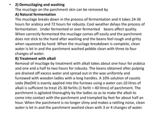 • 2) Demucilaging and washing
The mucilage on the parchment skin can be removed by
A) Natural fermentation
The mucilage breaks down in the process of fermentation and it takes 24-36
hours for arabica and 72 hours for robusta. Cool weather delays the process of
fermentation. Under fermented or over fermented beans affect quality.
When correctly fermented the mucilage comes off easily and the parchment
does not stick to the hand after washing and the beans feel rough and gritty
when squeezed by hand. When the mucilage breakdown is complete, clean
water is let in and the parchment washed pebble clean with three to four
changes of water.
B) Treatment with alkali
Removal of mucilage by treatment with alkali takes about one hour for arabica
and one and a half to two hours for robusta. The beans obtained after pulping
are drained off excess water and spread out in the wax uniformly and
furrowed with wooden ladles with a long handles. A 10% solution of caustic
soda (NaOH) is evenly applied into the furrows using a water can.10 litres of
alkali is sufficient to treat 25-30 forlits (1 forlit = 40 litres) of parchment. The
parchment is agitated thoroughly by the ladles so as to make the alkali to
come into contact with the parchment and trampled by feet for about half an
hour. When the parchment is no longer slimy and makes a rattling noise, clean
water is let in and the parchment washed clean with 3 or 4 changes of water.
 