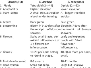 CHARACTER C. arabica C. canephora
1. Ploidy Tetraploid (2n=44) Diploid (2n=22)
2. Adaptability Higher elevation lower elevation
3. Plant status A small tree, a shrub or
a bush under training.
A bigger tree than
arabica.
4. Leaves Dark green Pale green
5. Blossoming Bloom in 9-10 days after
the receipt of blossom
showers.
Bloom in 7 days after
the receipt of blossom
showers.
6. Flowers Scaly, small bracts, per
axil 4-5 inflorescence of
1-4 flowers per
inflorescence.
Leafy and expanded
bracts with 5 to 6
flowers per
inflorescence.
7. Berries 10-20 per node oblong
to round in shape.
40-60 or more per node,
small.
8. Fruit development 8-9 months 10-11months
9. Root system Small but deep. Large but shallow
 
