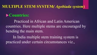 MULTIPLE STEM SYSTEM( Agobiada system)
Countries:
Practiced in African and Latin American
countries. Here multiple stems are encouraged by
bending the main stem.
In India multiple stem training system is
practiced under certain circumstances viz.,
 