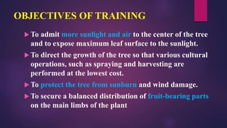OBJECTIVES OF TRAINING
 To admit more sunlight and air to the center of the tree
and to expose maximum leaf surface to the sunlight.
 To direct the growth of the tree so that various cultural
operations, such as spraying and harvesting are
performed at the lowest cost.
 To protect the tree from sunburn and wind damage.
 To secure a balanced distribution of fruit-bearing parts
on the main limbs of the plant
 