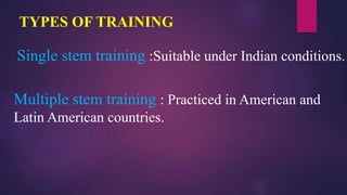 TYPES OF TRAINING
Single stem training :Suitable under Indian conditions.
Multiple stem training : Practiced in American and
Latin American countries.
 