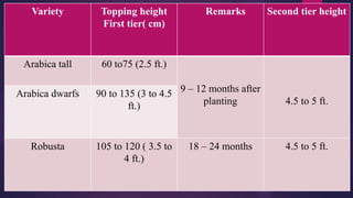 Variety Topping height
First tier( cm)
Remarks Second tier height
Arabica tall 60 to75 (2.5 ft.)
9 – 12 months after
planting 4.5 to 5 ft.
Arabica dwarfs 90 to 135 (3 to 4.5
ft.)
Robusta 105 to 120 ( 3.5 to
4 ft.)
18 – 24 months 4.5 to 5 ft.
 