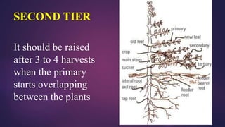 SECOND TIER
It should be raised
after 3 to 4 harvests
when the primary
starts overlapping
between the plants
 