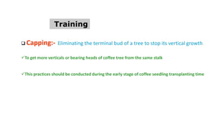 Coffee Tree managenments ( Hawassa, ECTA).pptx