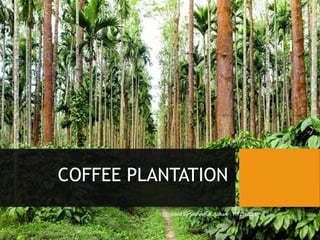 COFFEE PLANTATION
Compiled by Subhranshu Sahani 11/21/2023
11
 