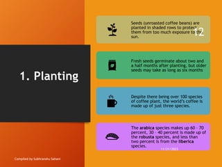 1. Planting
Compiled by Subhranshu Sahani
Seeds (unroasted coffee beans) are
planted in shaded rows to protect
them from too much exposure to the
sun.
Fresh seeds germinate about two and
a half months after planting, but older
seeds may take as long as six months
Despite there being over 100 species
of coffee plant, the world’s coffee is
made up of just three species.
The arabica species makes up 60 – 70
percent, 30 – 40 percent is made up of
the robusta species, and less than
two percent is from the liberica
species.
11/21/2023
12
 