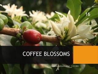 COFFEE BLOSSOMS
Compiled by Subhranshu Sahani 11/21/2023
16
 
