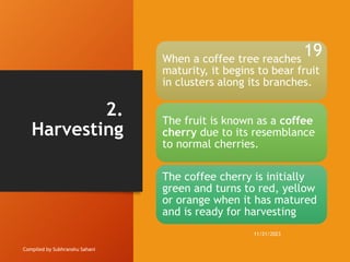 2.
Harvesting
Compiled by Subhranshu Sahani
When a coffee tree reaches
maturity, it begins to bear fruit
in clusters along its branches.
The fruit is known as a coffee
cherry due to its resemblance
to normal cherries.
The coffee cherry is initially
green and turns to red, yellow
or orange when it has matured
and is ready for harvesting
11/21/2023
19
 