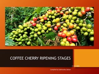 COFFEE CHERRY RIPENING STAGES
Compiled by Subhranshu Sahani
11/21/2023
20
 
