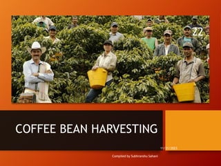 COFFEE BEAN HARVESTING
Compiled by Subhranshu Sahani
11/21/2023
22
 