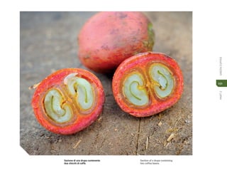 PART
2
GREEN
COFFEE
101
Sezione di una drupa contenente
due chicchi di caffè.
Section of a drupe containing
two coffee beans.
 