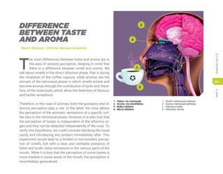 PART
4
SENSORY
SKILLS
249
DIFFERENCE
BETWEEN TASTE
AND AROMA
Marco Bazzara - Director Bazzara Academy
T
he main differences between taste and aroma are in
the area of sensory perception, keeping in mind that
there is a difference between smell and aroma. We
talk about smells in the direct olfaction phase, that is during
the inhalation of the coffee vapours, while aromas are the
domain of the retronasal phase in which smells evolve and
become aromas through the contribution of taste and, there-
fore, of the taste buds, which allow the detection of flavours
and tactile sensations.
Therefore, in the case of aromas, both the gustatory and ol-
factory perception play a role. In the latter, the nose allows
the perception of the aromatic sensations of a specific cof-
fee also in the retronasal phase. However, it is also true that
the perception of tastes is independent of the olfactory or-
gan and they can be detected independently of the nose. To
verify this hypothesis, we could consider blocking the nasal
cavity and introducing any product immediately after. This
experiment would lead to a limited or non-existent percep-
tion of smells, but with a clear and verifiable presence of
bitter and acidic taste sensations in the various parts of the
mouth. While it is true that the perception of some tastes is
more marked in some areas of the mouth, the perception is
nevertheless generalised.
1 - Odore: via ortonasale
2 - Aroma: via retrolfattiva
3 - Bulbo olfattivo
4 - Nervo olfattivo
1 - Smell: orthonasal pathway
2 - Aroma: retronasal pathway
3 - Olfactory bulbs
4 - Olfactory nerves
1
3
4
2
 