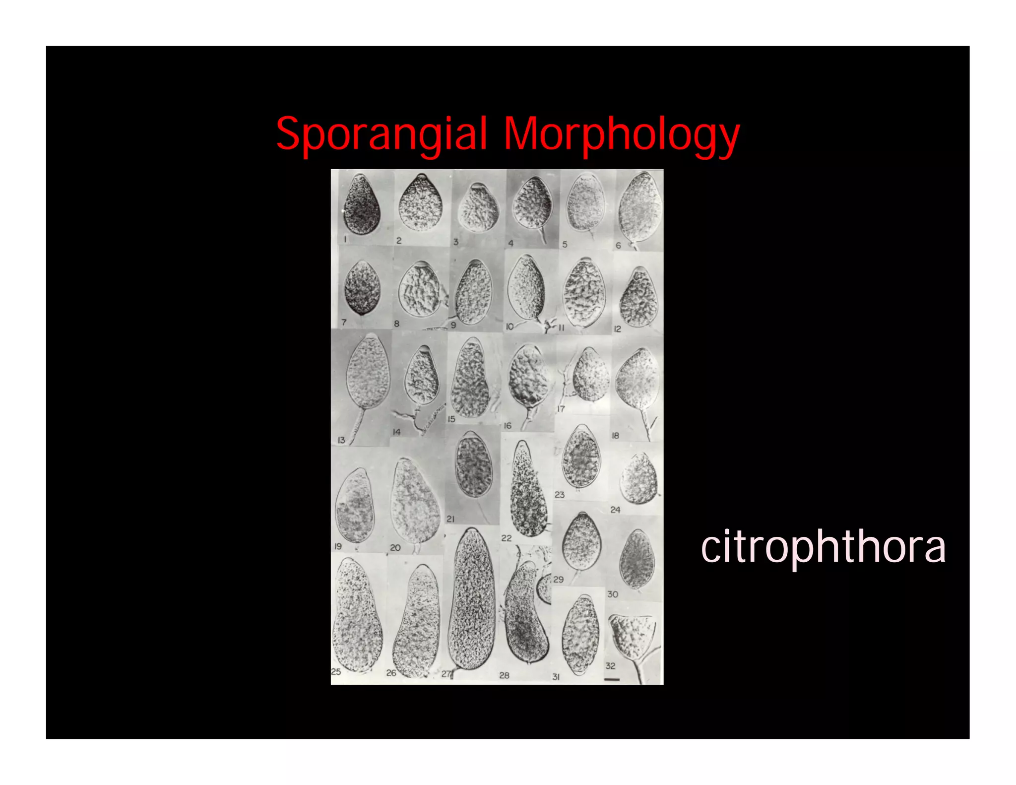 Coffey Fighting Phytophthora 08