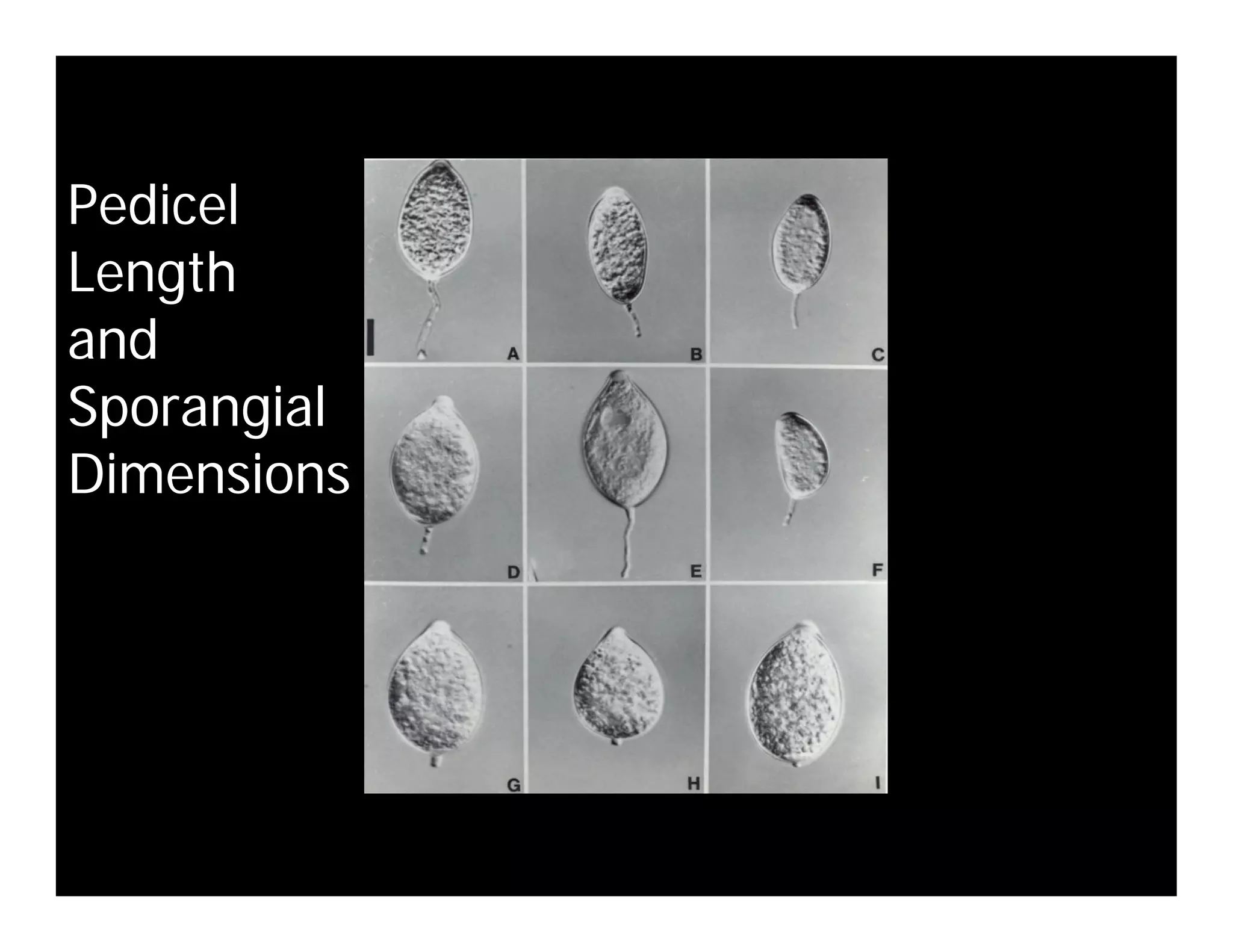 Coffey Fighting Phytophthora 08