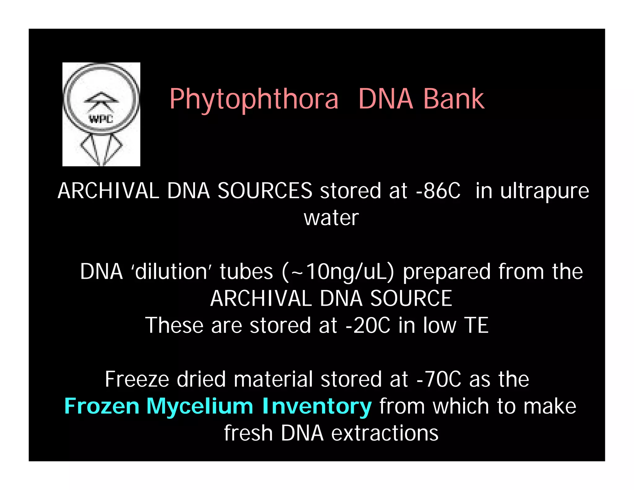 Coffey Fighting Phytophthora 08
