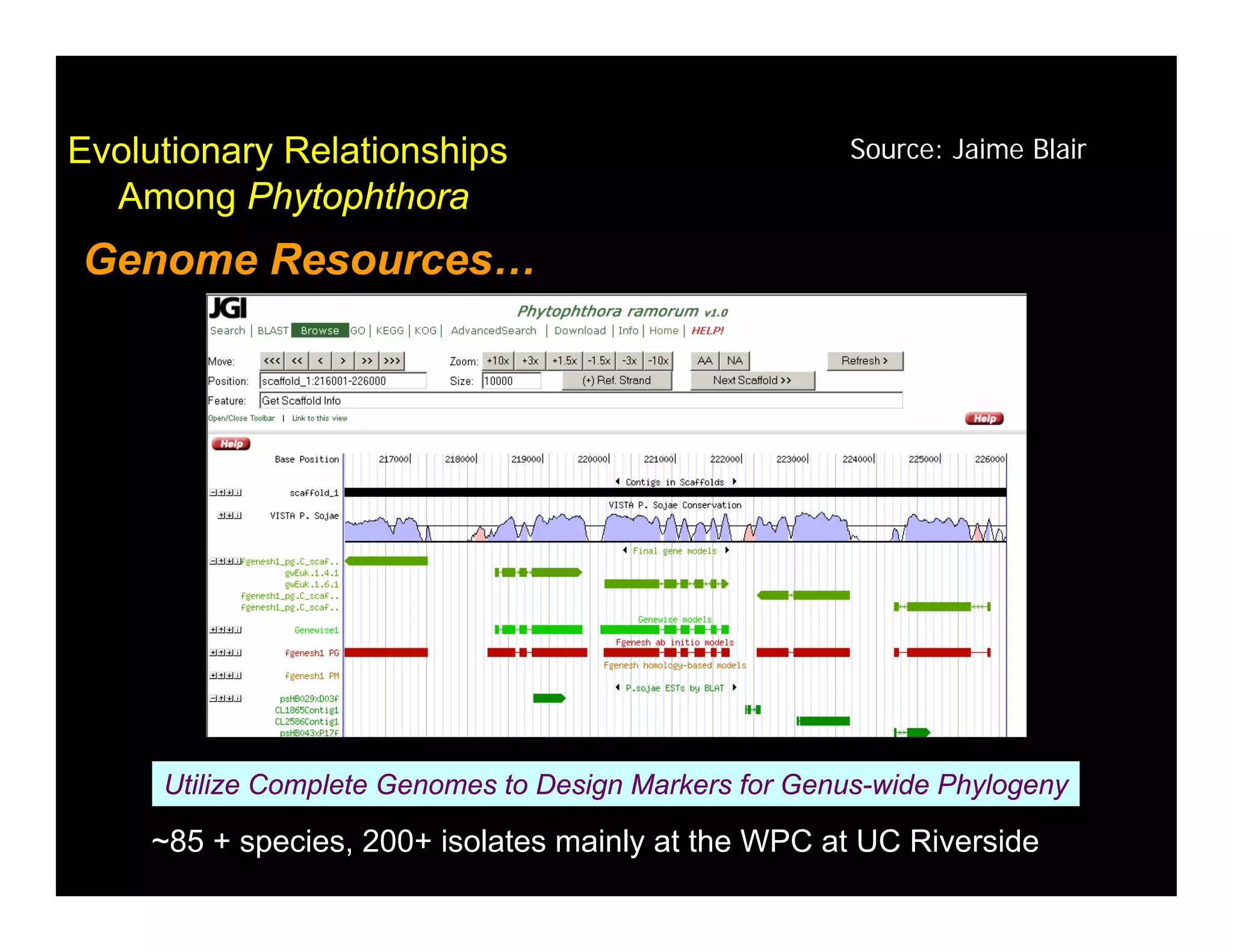 Coffey Fighting Phytophthora 08