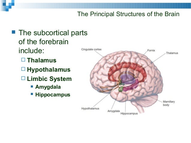 Cog5 lecppt chapter02 body pain diagram for pt 