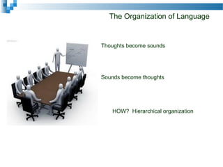 The Organization of Language
Thoughts become sounds
Sounds become thoughts
HOW? Hierarchical organization
 