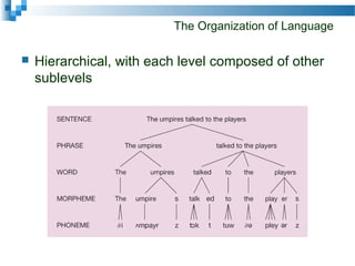 The Organization of Language
 Hierarchical, with each level composed of other
sublevels
 
