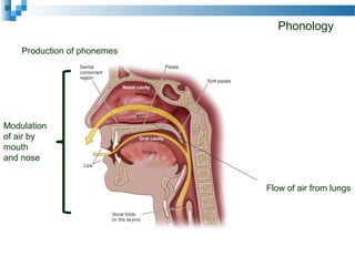 Phonology
Flow of air from lungs
Modulation
of air by
mouth
and nose
Production of phonemes
 